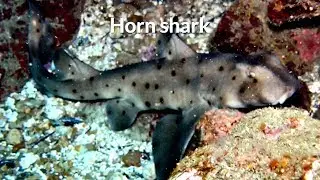 Horn shark  (Heterodontus francisci)