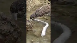Komodo vs dangerous eel