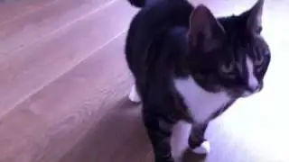 Twiedel en Simba