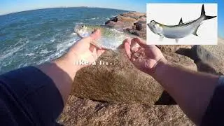 Fall Beach Fishing Long Island. Shad, Fluke + Porgy.  Fall Run is in the Air.