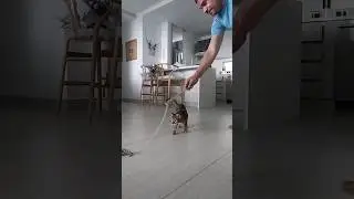 Instintos felinos