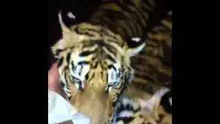 Tiger run @jugomaro