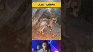 Head to Head Lion vs Lion | Lion fighting Lion