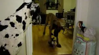 Great Dane Race