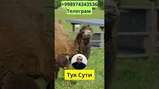 Туя Сути ва Диабет
