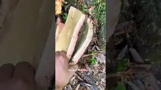 Begini Cara Unik Panen Kayu Manis