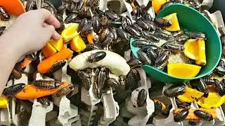 Чем кормит колонию Dubia Roach Breeder для здорового размножения и производства #насекомые #завод...