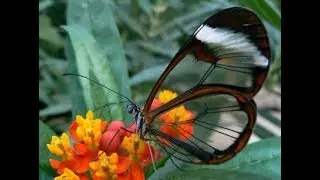 Top 10 most amazing transparent animals in the world