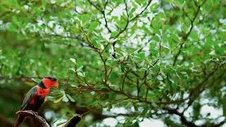 Captivating Nature Melodies: Lorius Garrulus Serenades in the Tranquil Harmony of a Pine Forest