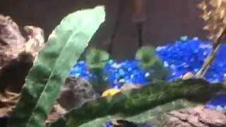 Red Zebra cichlid