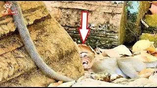 Million Pity Orphan Baby Maci Hurt Cry loudly, Why Jill Bite Maci cruelly untill fall down like this