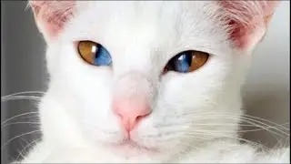 Meet This Stunning White Cat With Rare Genetic Condition That Has Striking Two Colored Eyes