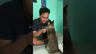 Kegagalanku kali ini di temani kucing ini.. #kucing #catlovers #kucingkampung