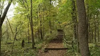 Forests at Hartman Reserve | FIND Iowa