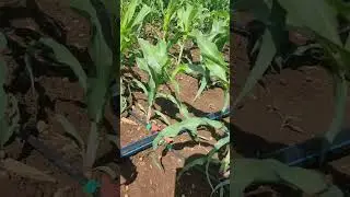 DK 8031 Maize Under Irrigation at 30 Days Farm Walkthrough #DK8031 #maizefarming #Genzfarm