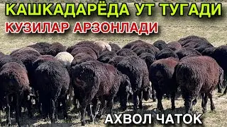 АЯНЧЛИ АХВОЛ! КУЗИЛАР АРЗОНЛАБ КЕТДИ 2025. СРОЧНА СОТИЛАДИ.