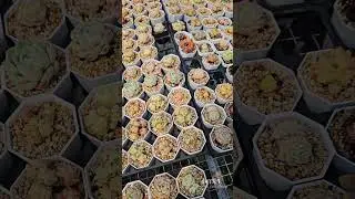 早上好｜多肉植物 ｜爱生活爱养花 ｜多肉植物养殖方法 ｜多肉的乡下生活#flowers #garden #youtube赚钱 #gardening  #beautiful #fruit