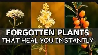 20 forgotten plant's that can heal you instantly.