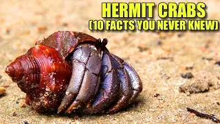 Hermit Crab 🦀 (10 FACTS You NEVER KNEW)