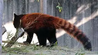 #34 Dec 2025 Red panda at Tokushima zoo, Tokushima, Japan