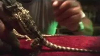 Amazing Dancing Frillneck Lizard from the Australian Outback - Low Res