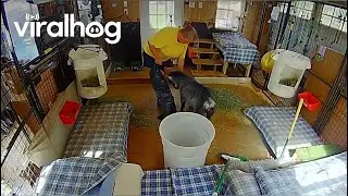 Pigmy Goat Gets Rowdy || ViralHog