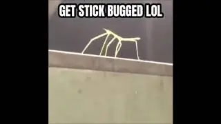 Get Stick Bugged lol