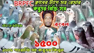 ১৫০০ টাকায় ক্লাবের রেস করা রেসার কবুতর কিনুন। কম দামে আসল রেসার কবুতর বিক্রি হবে। রুবেলের খামার। 