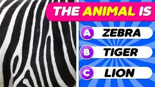 Find The Zoomed Animals By Their Unique Texture! 🔍