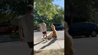 Rollerblading dog?! #dogsofyoutube #goldenretrieverfun #puppy