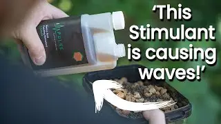 The Stimulant which causes fish to bite?! | BioSource Impulse
