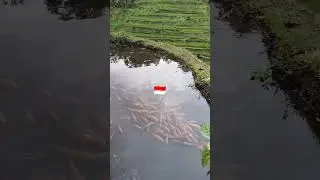 Рисовые террасы Бали