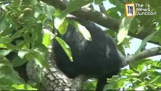 Live Action: Wild bear cub tranquilized and captured in Ganderbal