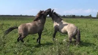 Vechtende Konikpaarden in Oostvaardersplassen