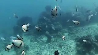 Diving in the Andaman & Nicobar Islands - Dive Site TURTLE BEACH