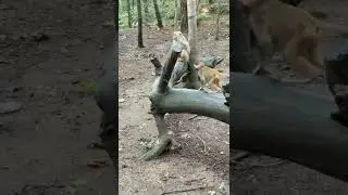 Poor baby monkey crying call for mom #monkey #cute #shorts