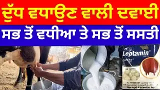 ਦੁੱਧ ਵਧਾਉਣ ਵਾਲੀ ਸਭ ਤੋਂ ਵਧੀਆ ਤੇ ਸਸਤੀ ਦਵਾਈ Kudrat dairy farm Dr Sukhchain singh #newvideo