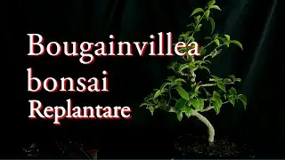 Bougainvillea bonsai replantare. sp a