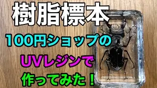 100均の材料でクワガタの樹脂標本を作ってみた