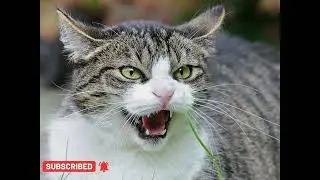 Angry cat sound effect - scary, sounds angry, best sound effects for free, cat voice, meowing loudly