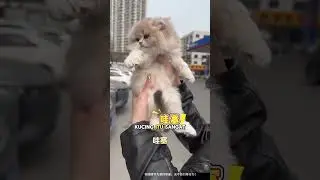 Membeli Kucing Persia Lucu #shortvideo #cat #catlover #catvideos