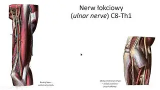 Splot ramienny - pęczek przyśrodkowy (wstęp)