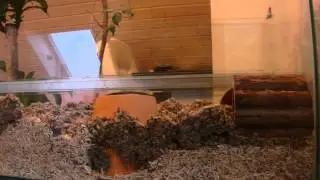 RENNMAUS-NAGARIUM EINRICHTEN #1