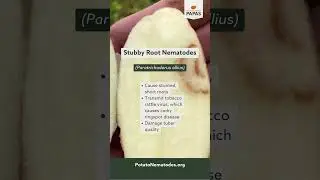 Plant Parasitic Nematodes in Potato Production #potatofarm #potatofarming #potatonematodes