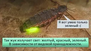 Иван червь  Русский светлячок, реал обитания