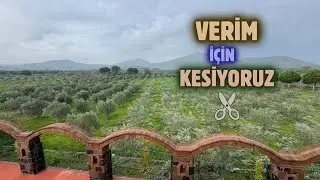 Zeytin Ağacı Nasıl Budanır?#erenvural #doğa #budama #olive 