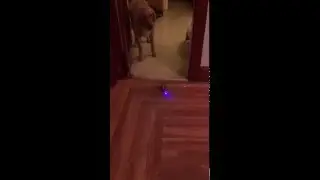 scaredy dog!