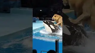 Lion SURFS on Orca Whale! Insane Animal Trick in 8 Seconds! 🦁🐋
