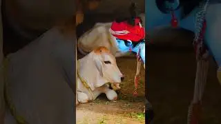 little krishna with cow#LittleKrishna  #BalKrishna  #KrishnaWithCow  #Govinda  #GopalLeela
