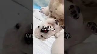 WASH MY BELLY